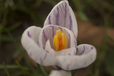 Close-up of crocus blooming outdoors