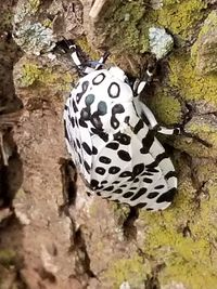 Close-up of butterfly on tree trunk