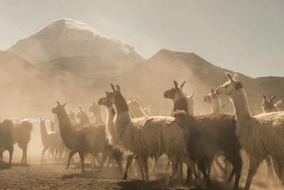 View of animals on field against mountain range