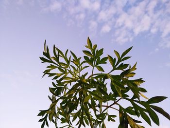 Low angle view of leaves against sky