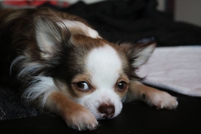 Close-up portrait of puppy