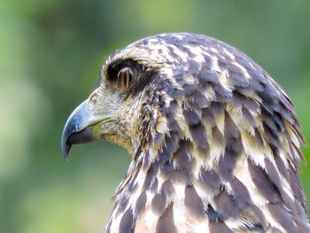 Close-up of bird