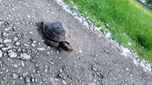 High angle view of shell on road