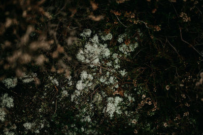 Low angle view of trees