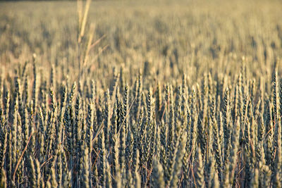 Wheat grain in sunlight. structure of the greenish-yellow still young ears as background structure.