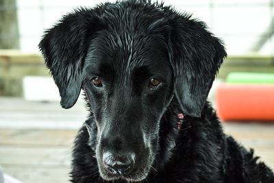 Black lab poses with a dramatic candid on a boat dock in louisiana, united states