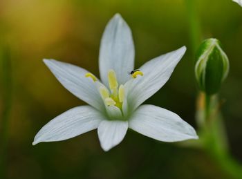 Close-up of white flower blooming outdoors