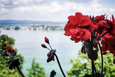 Close-up of red flowering plant against sky