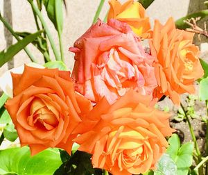 Close-up of orange rose bouquet