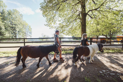 Horse standing on field