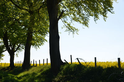 Trees growing on field