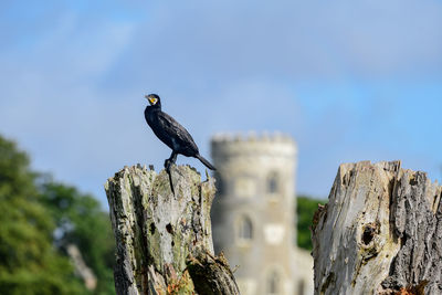 Bird perching on wooden post