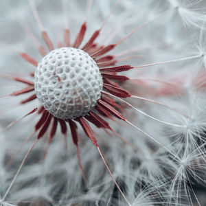 Close-up of dandelion