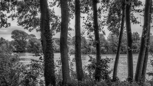 Trees in forest