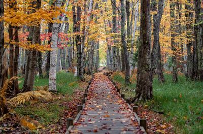 Footpath amidst trees in forest during autumn