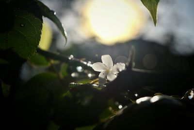Close-up of white flowers