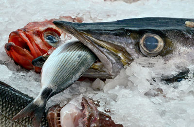 Fish mussels crab lobster oysters