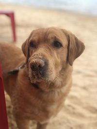 Close-up portrait of dog on beach