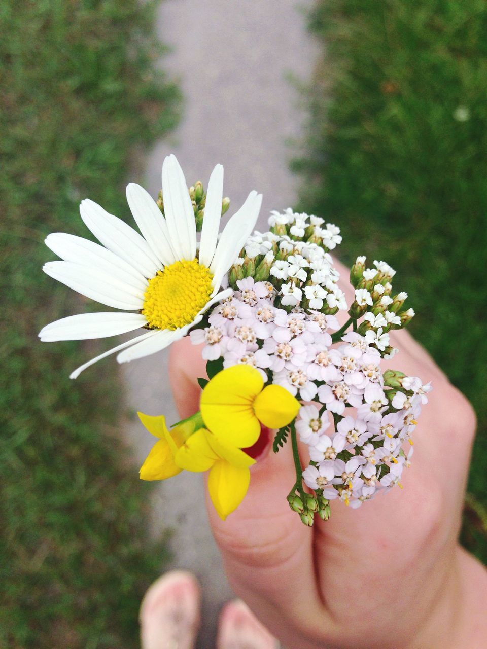 flower, freshness, person, petal, fragility, holding, flower head, yellow, part of, close-up, focus on foreground, beauty in nature, cropped, pollen, nature, white color, growth, unrecognizable person, human finger, blooming, daisy, stamen, blossom, in bloom, plant, day, outdoors, botany, personal perspective, softness, selective focus