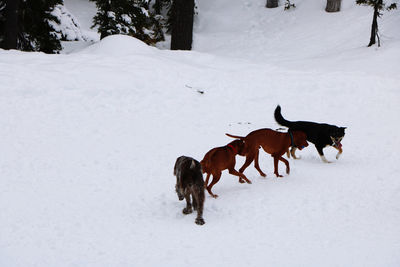 Digs running on snow covered field