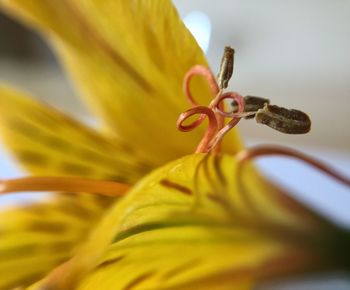 Close-up of flower