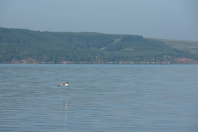 Seagull on a lake