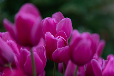 Close-up of pink tulip