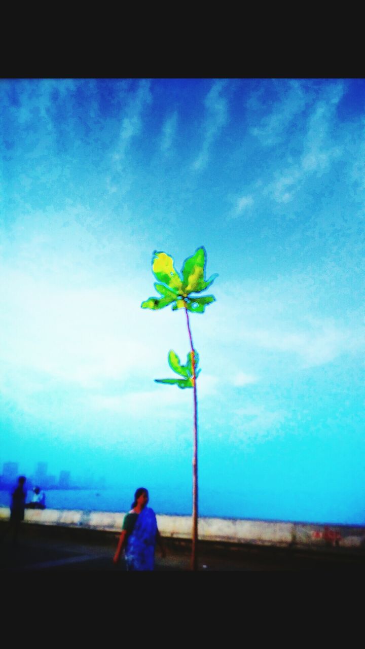 blue, sky, transfer print, cloud, auto post production filter, nature, cloud - sky, day, growth, beauty in nature, outdoors, leisure activity, tree, lifestyles, standing, plant, men, rear view