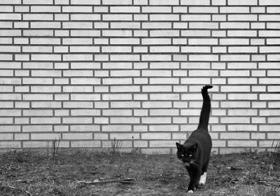 Dog standing against brick wall