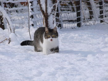 Portrait of scat on snowy field