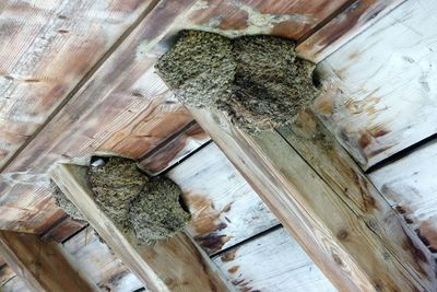 High angle view of lizard on wood