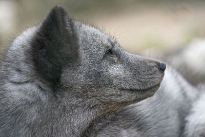 Close-up of dog looking away