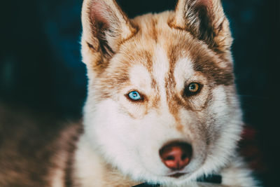 Close-up portrait of dog