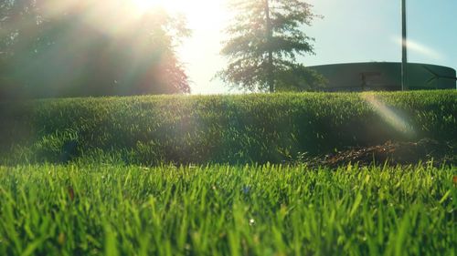 Close-up of grass against trees