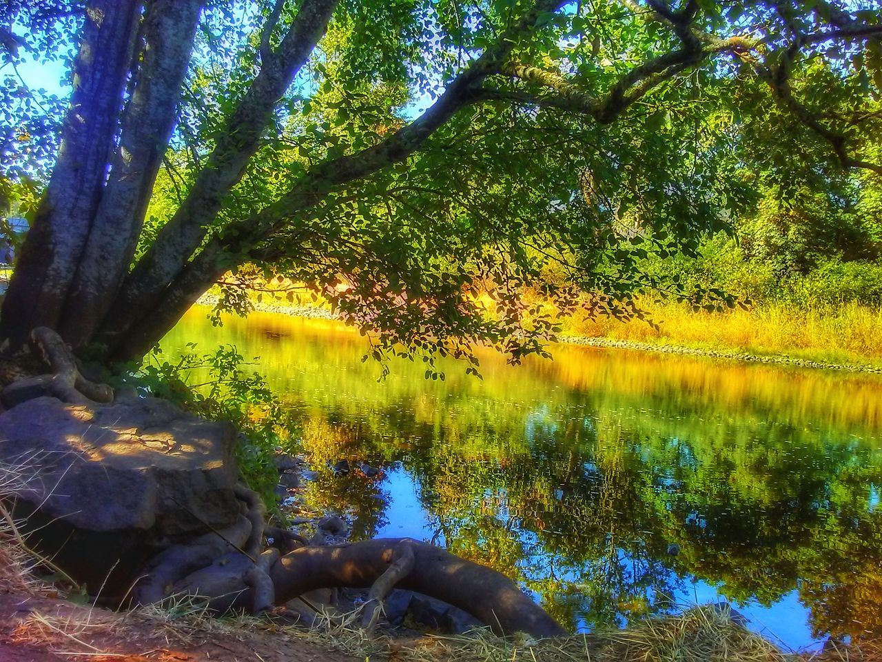 TREES BY LAKE IN FOREST