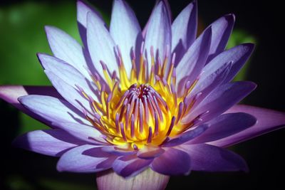 Close-up of purple water lily