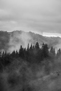 Trees in forest against sky