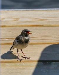 Close-up of bird perching on wooden table