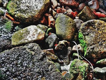 Plants growing on rocks