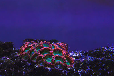 Close-up of aquarium corals