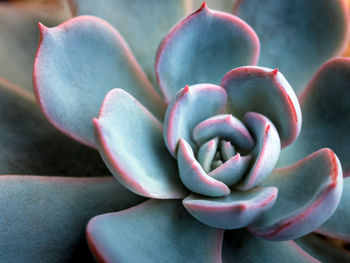 Close-up of succulent plant