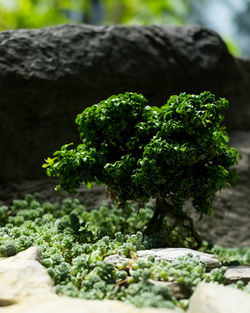 Close-up of green leaves on rock