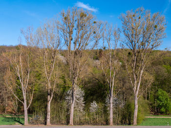 Trees on field against sky