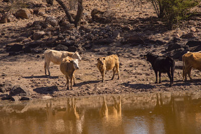 View of a group of cows drinking water in a lake