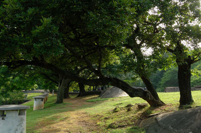 Trees in park