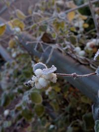 Close-up of snow on plant during winter