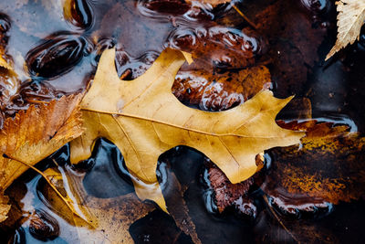 Close-up of autumn leaves in puddle
