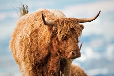 Close-up of a highland cow