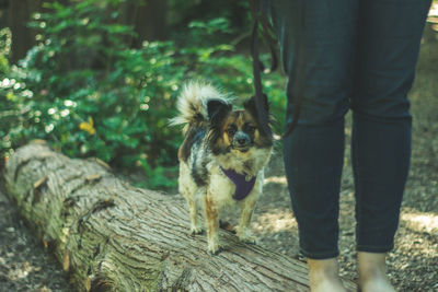 Low section of person with dog standing by plants