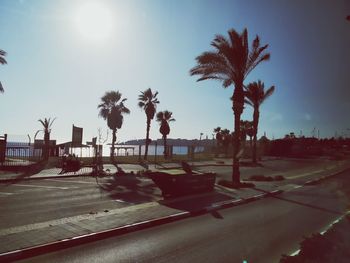 Palm trees against sky